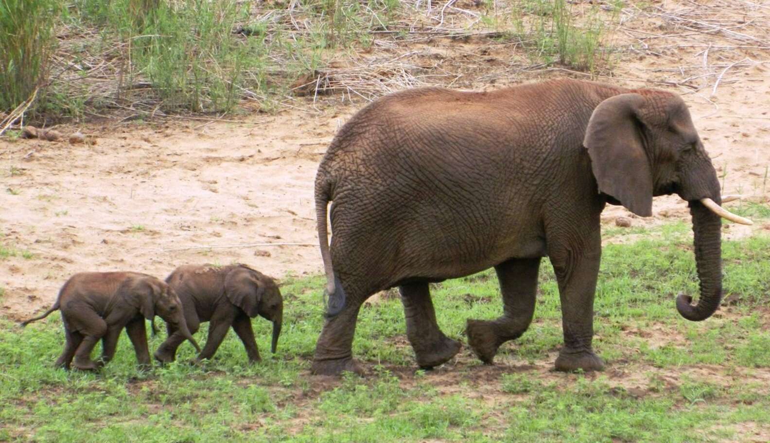 Special Delivery: Rare Set Of Elephant Twins Born In South Africa - The