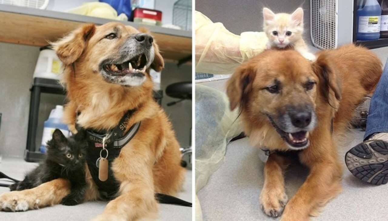 Dog Nanny Helps Stray Kittens Feel Loved And Protected - The Dodo