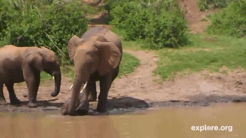 Baby Elephant Learning To Use Her Trunk Just Blows Bubbles Instead ...