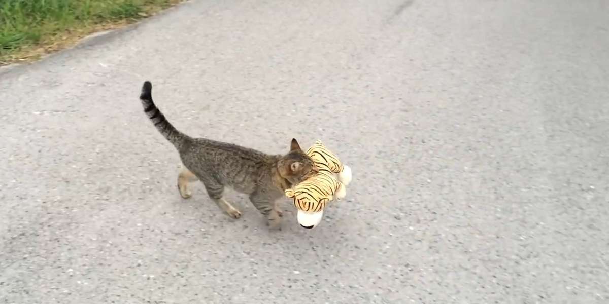 Stealthy Cat Steals His Neighbor's Toy The Dodo(01)