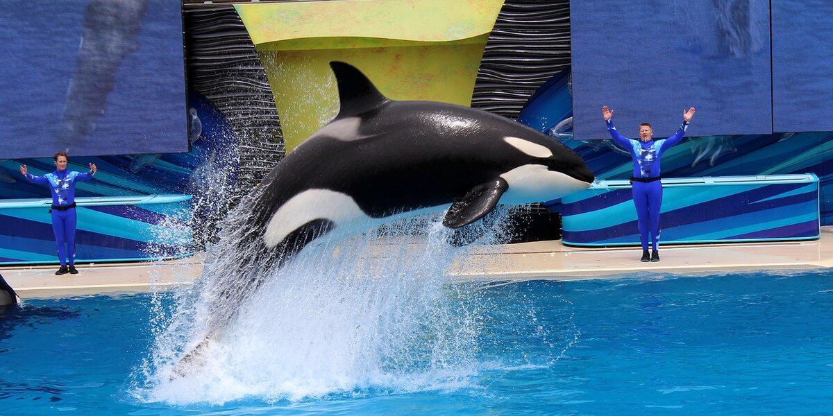 SeaWorld Plans To Ship Orcas To Middle East - The Dodo