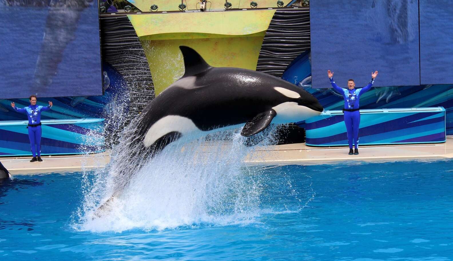 SeaWorld Plans To Ship Orcas To Middle East - The Dodo