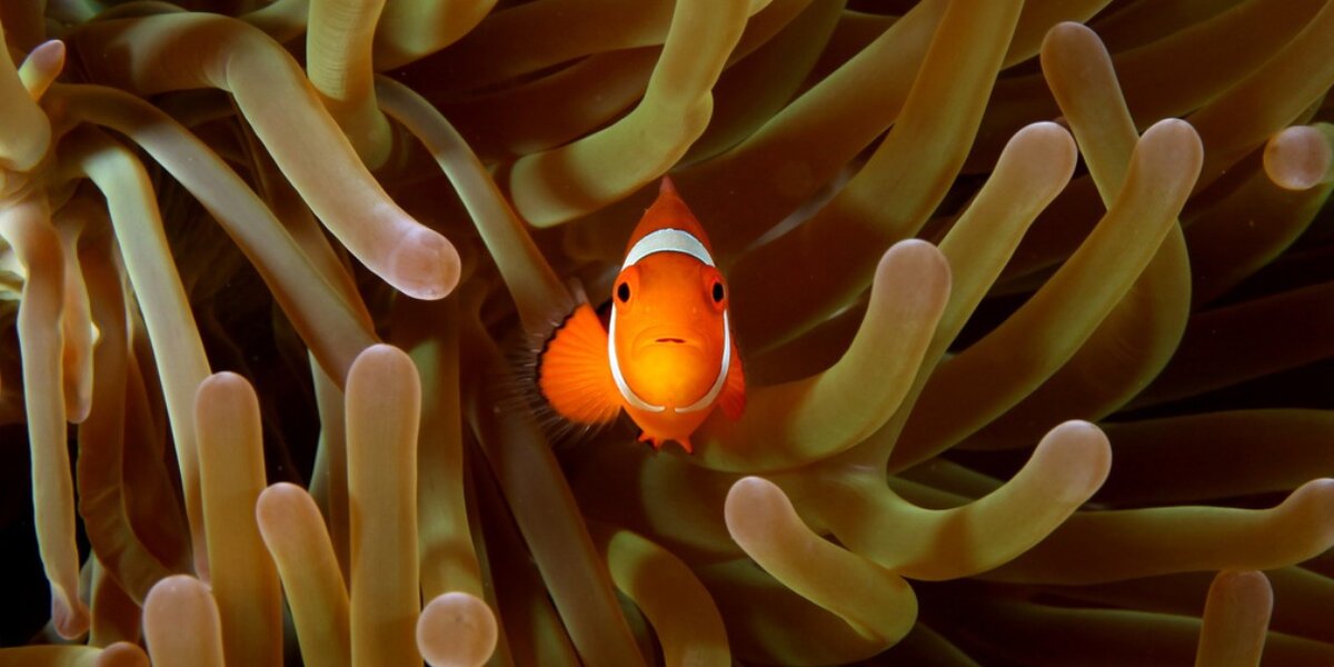 Find Nemo Fish It Turns Out The Real 'Finding Nemo' Fish Are Even Cooler Than ...