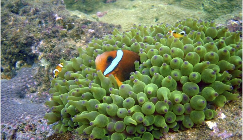 It Turns Out The Real 'Finding Nemo' Fish Are Even Cooler Than ...
