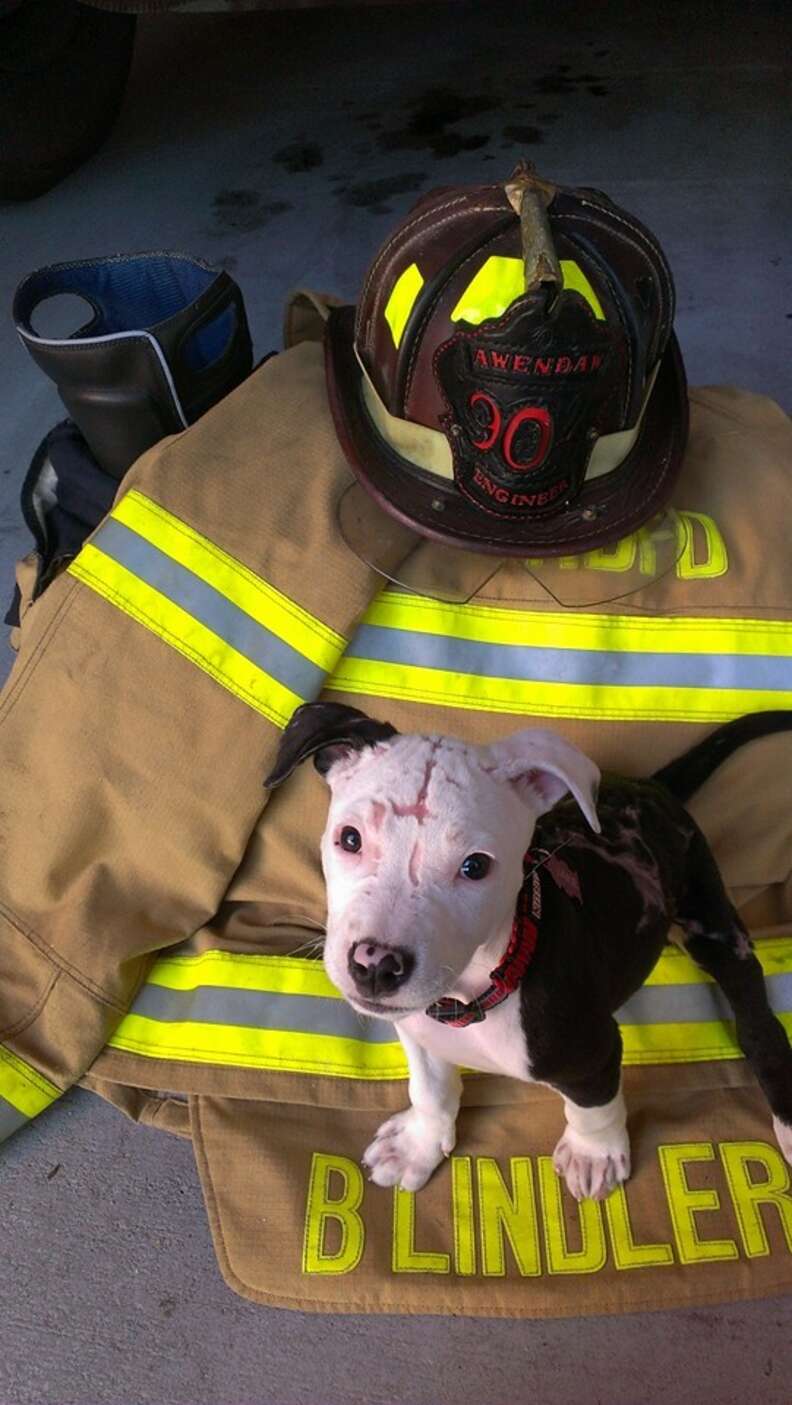 what do fire dogs do