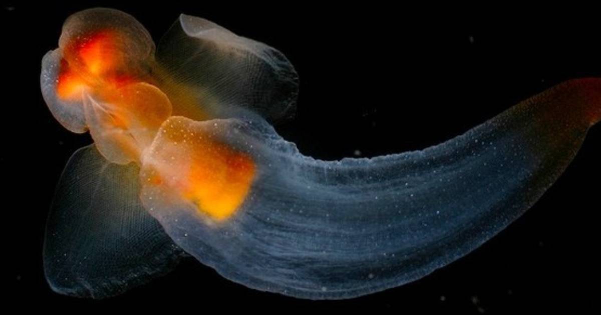 7 Deep Sea Dwellers Who Hardly Look Like Animals At All - The Dodo