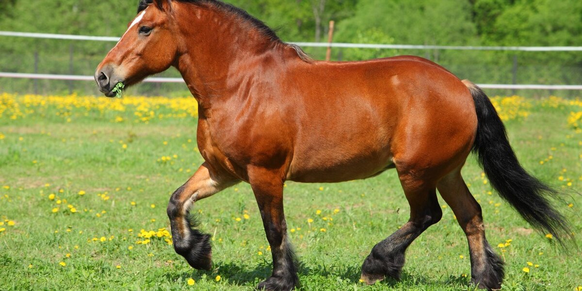 Horses Are Tortured With Chemicals And Their Abuser Gets Off Scot Free 