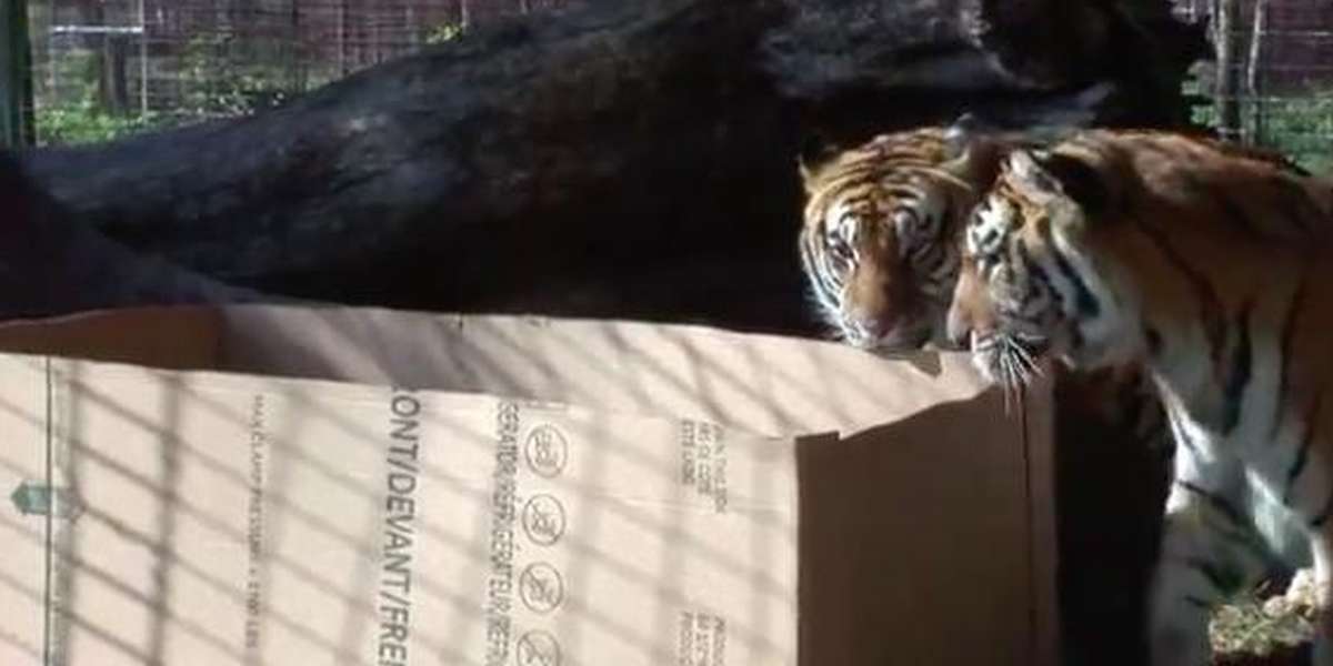 Watch What Happens When Big Cats Discover Cardboard Boxes The Dodo