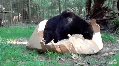 Big cats shop in boxes