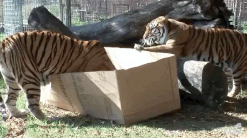 Watch What Happens When Big Cats Discover Cardboard Boxes The Dodo