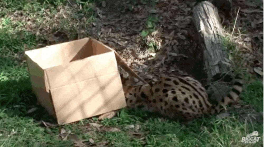 Watch What Happens When Big Cats Discover Cardboard Boxes The Dodo