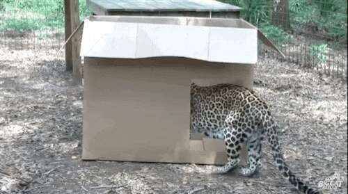 Watch What Happens When Big Cats Discover Cardboard Boxes The Dodo