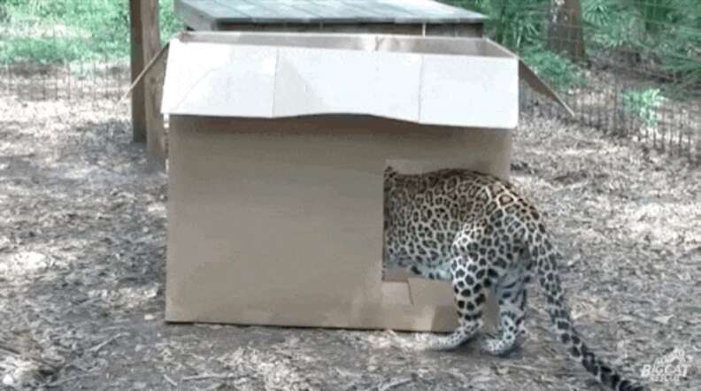 Big cats shop cardboard boxes