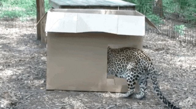 Featured image of post Big Cats Sitting In Boxes / You can help feed the cats at no cost to you 0:26 he sat in the box correctly.