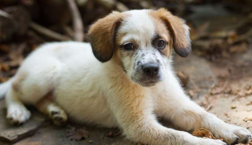 Places to buy top a dog near me