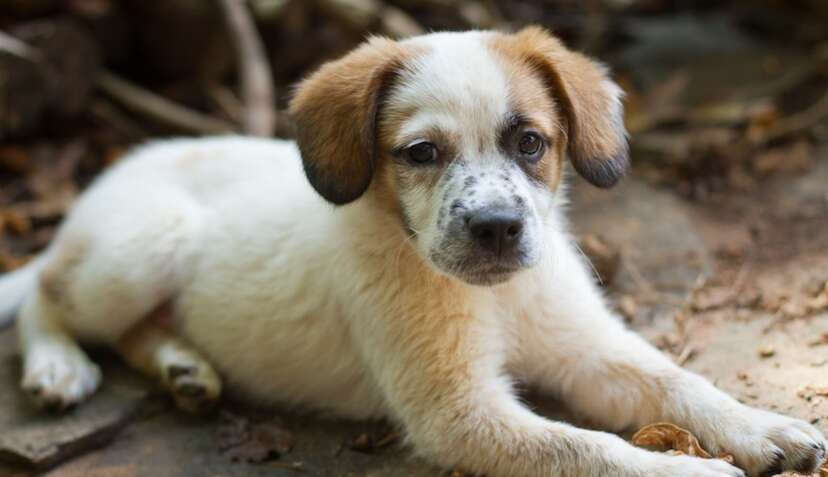 Buying a dog from a hot sale pet store