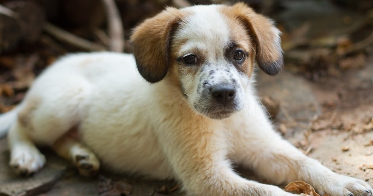 7 Reasons Not To Buy A Puppy From A Pet Store The Dodo