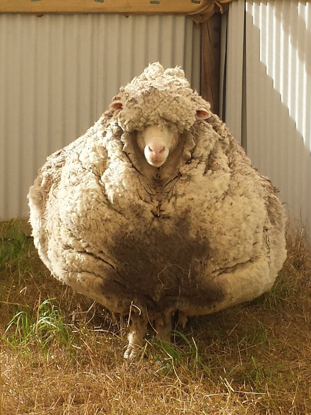 Stray Sheep Has A Whole New Look After Record-Breaking Trim - The Dodo