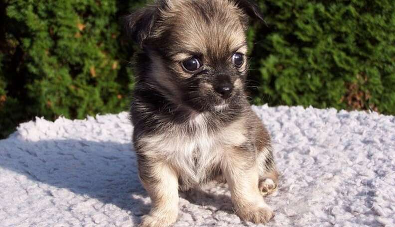 Buy a puppy store online