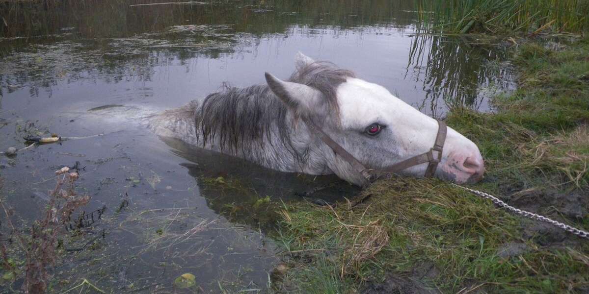 Drowning Horse Rescued From River 'Just In The Nick Of Time' The Dodo