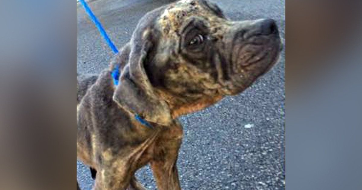 Puppy Who Was Covered In Motor Oil Makes Truly Epic Transformation ...