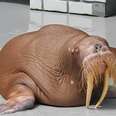 Skinny Walrus Almost Collapses During Marine Park Show