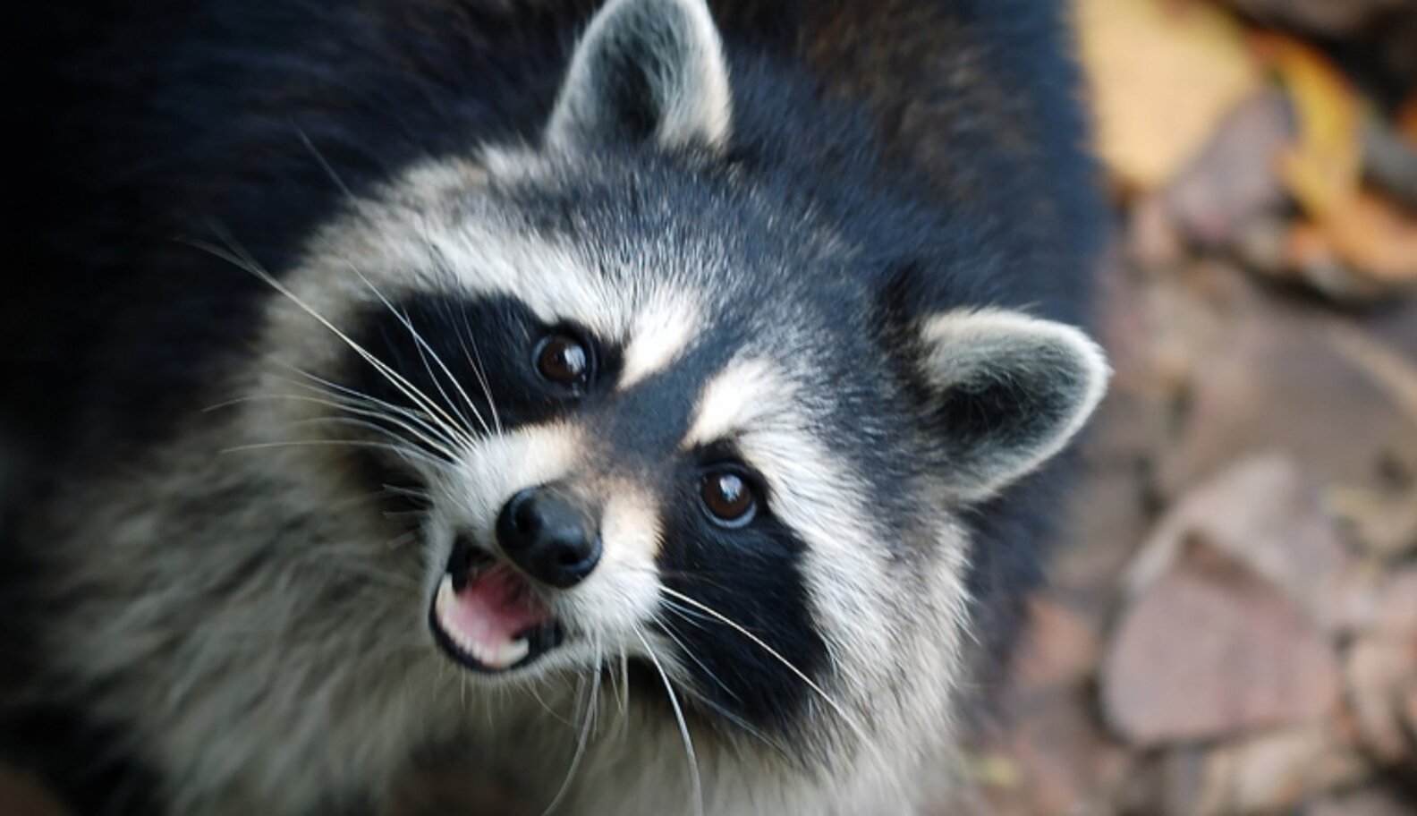 Dog Owners, Beware: Canine Parvo Is Back - The Dodo