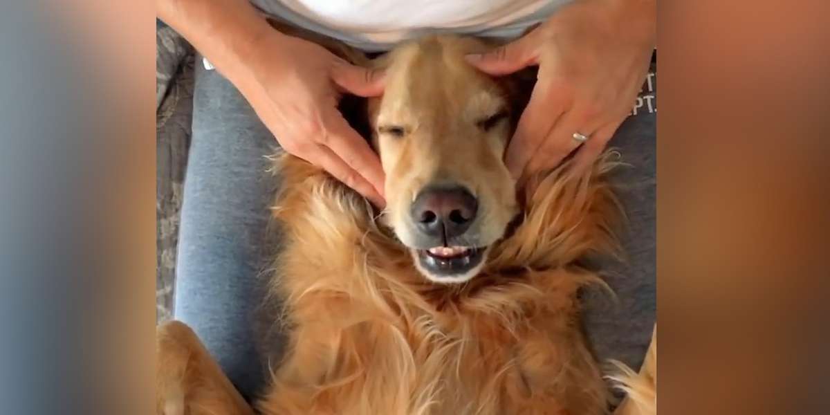 Dog Gets Full Body Massage The Dodo