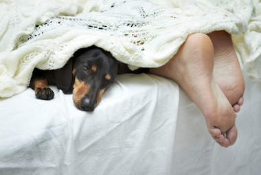 Why dogs like to sleep with you Clearance
