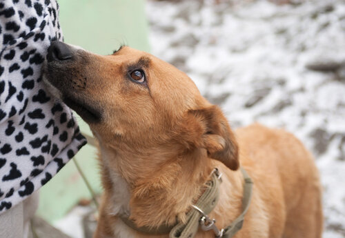 what does it mean when your dog leans on you