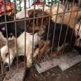 Dog Meat Can Never Be Justified As 'Culture'