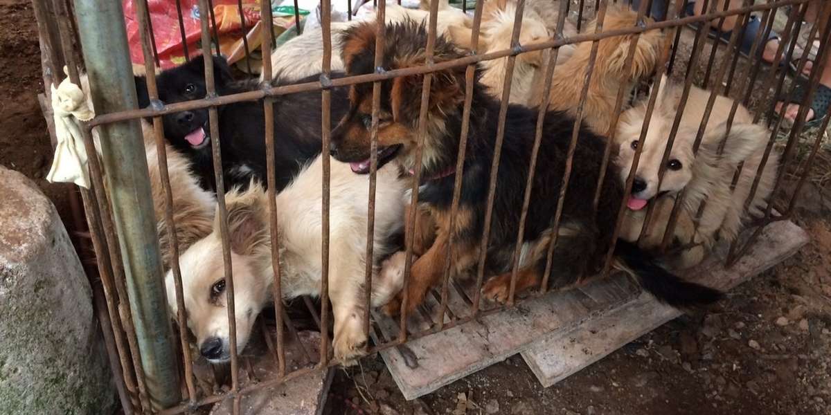 Dog Meat Can Never Be Justified As 'Culture' - The Dodo