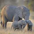 5 Ways That Saving Elephants Will Save Us Too