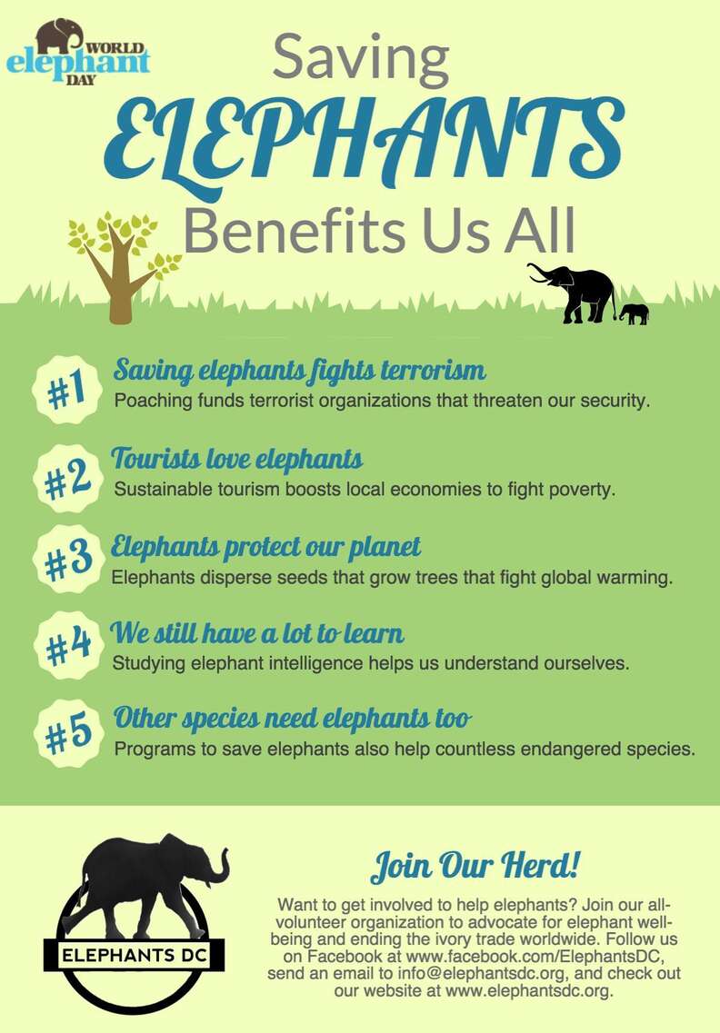 5 Ways That Saving Elephants Will Save Us Too - The Dodo