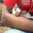 Kitten Stranded On Ledge Is So Happy This Man Came Along