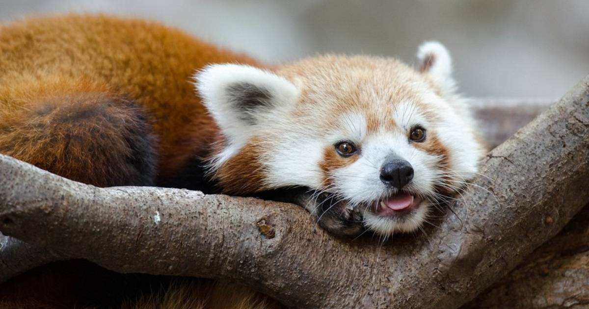 9 Things The Internet Didn T Teach You About Red Pandas The Dodo