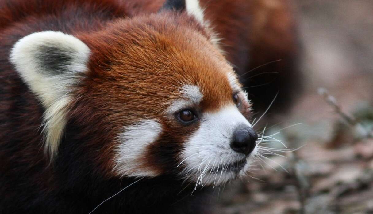 9 Things The Internet Didn't Teach You About Red Pandas - The Dodo