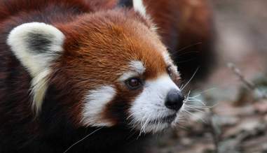 Get 9 Things The Internet Didn T Teach You About Red Pandas The Dodo Free HD Wallpaper 9 Things The Internet Didn T Teach You About Red Pandas The Dodo HD