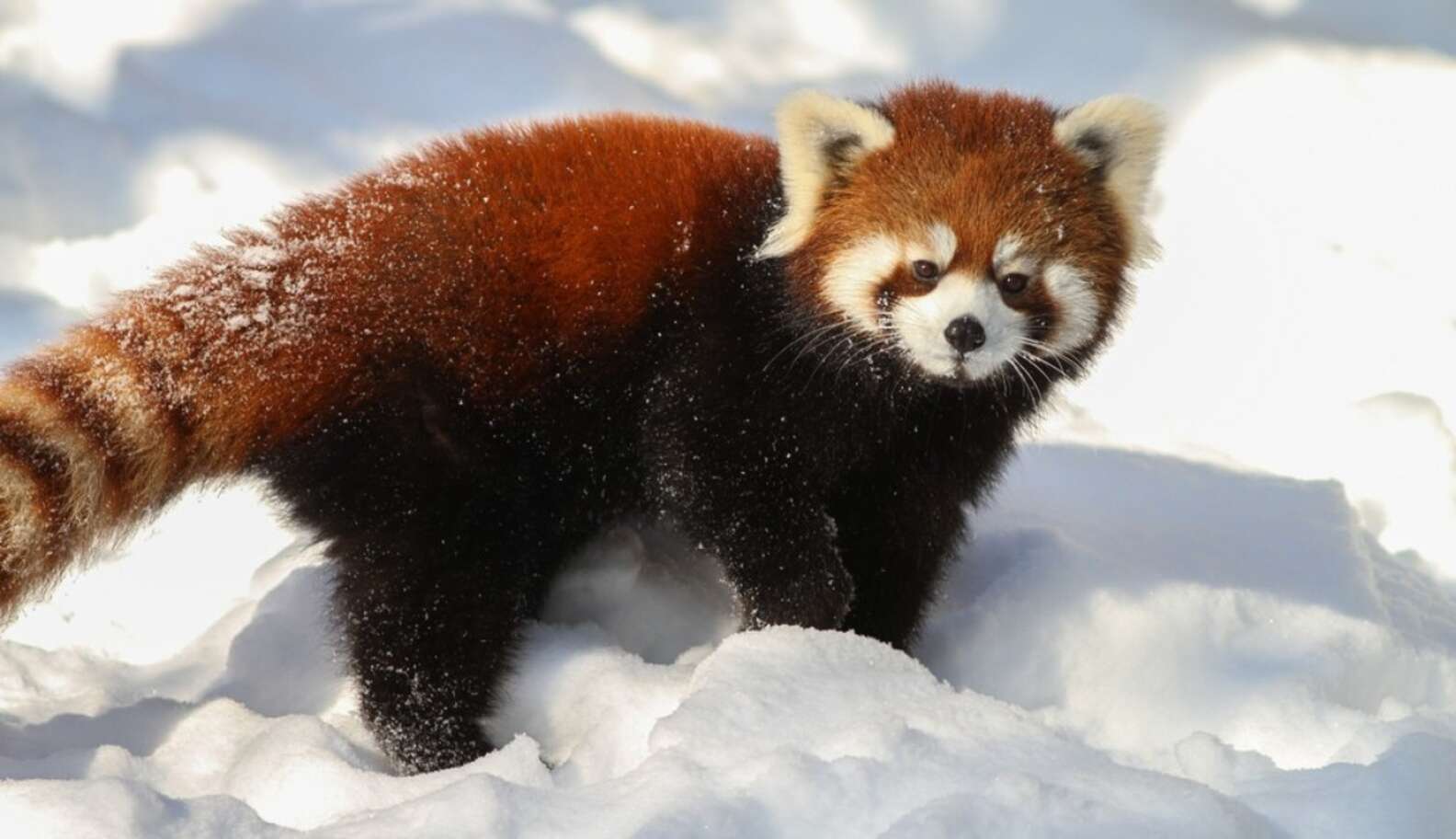9 Things The Internet Didn't Teach You About Red Pandas - The Dodo