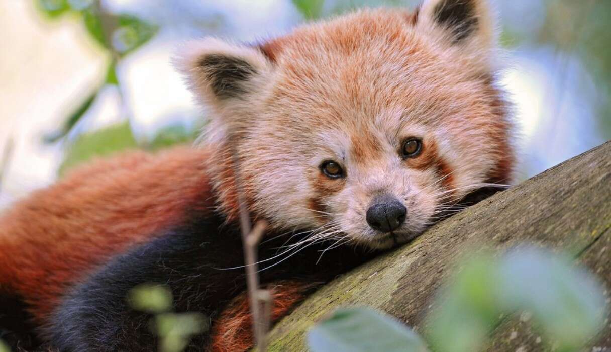 9 Things The Internet Didn't Teach You About Red Pandas - The Dodo