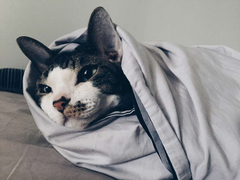 19 Cats Who Are Winning Winter By Becoming A 'Purrito' - The Dodo