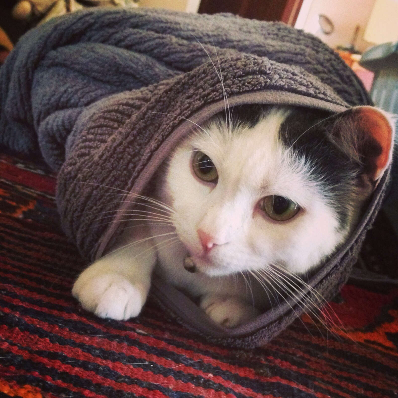 19 Cats Who Are Winning Winter By Becoming A 'Purrito' - The Dodo