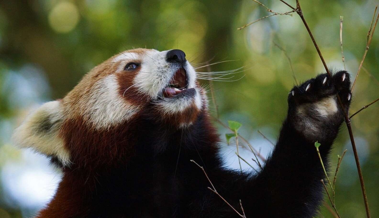 9 Things The Internet Didn't Teach You About Red Pandas - The Dodo