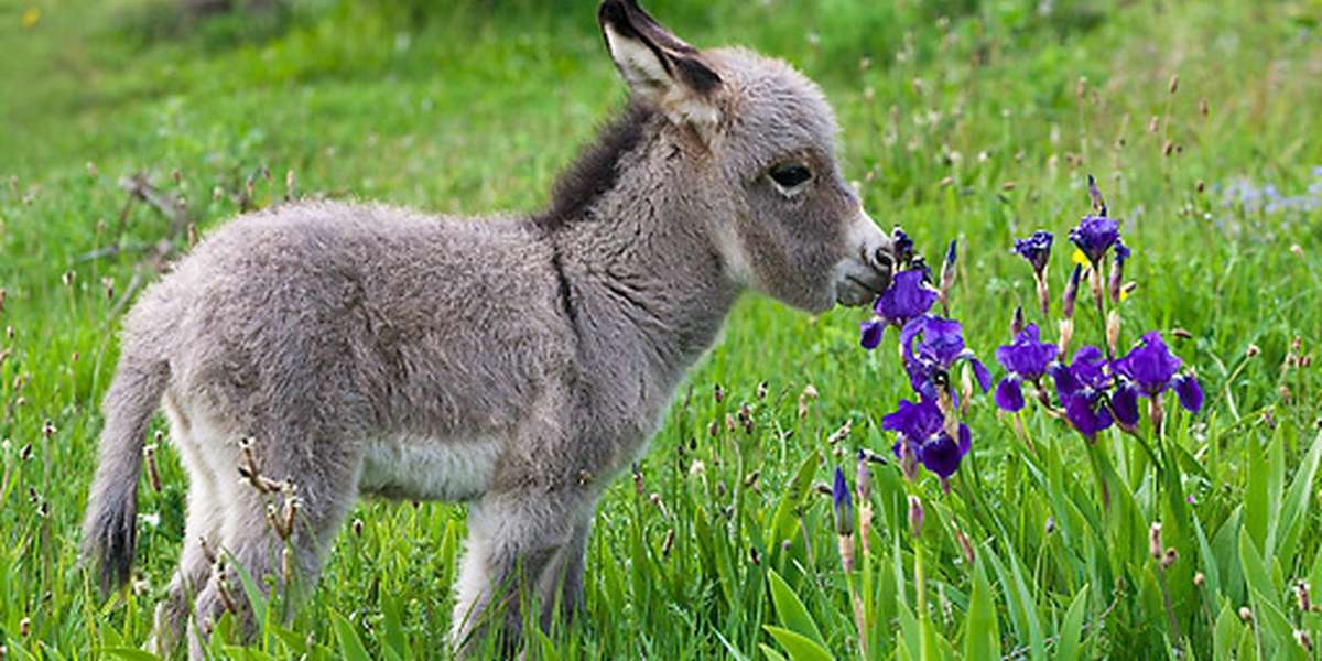 Little Donkeys Who Are Too Perfect To Be Real - The Dodo