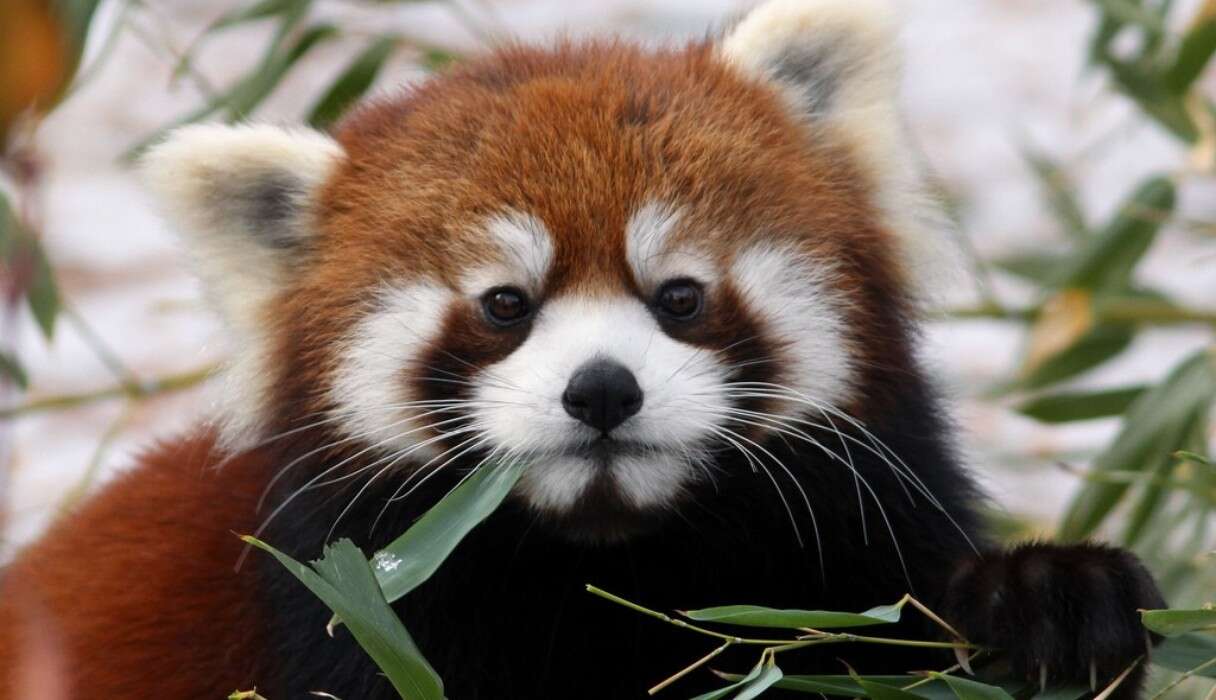 9 Things The Internet Didn't Teach You About Red Pandas - The Dodo