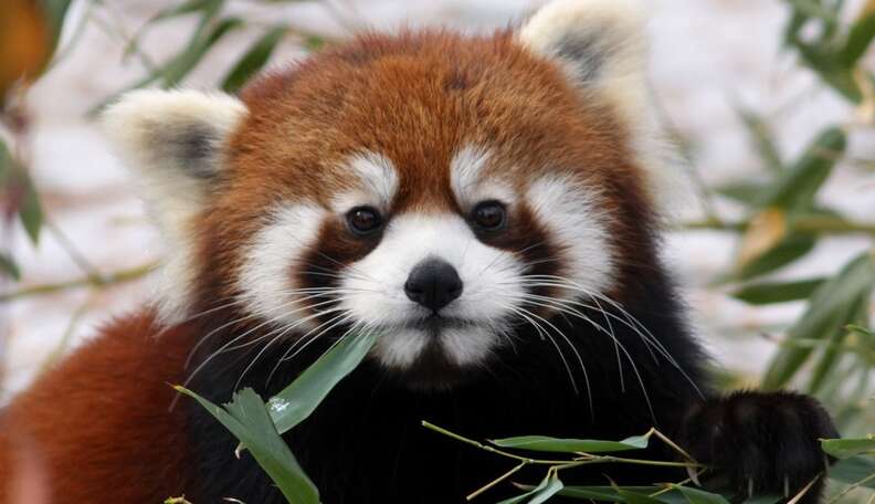 9 Things The Internet Didn T Teach You About Red Pandas The Dodo