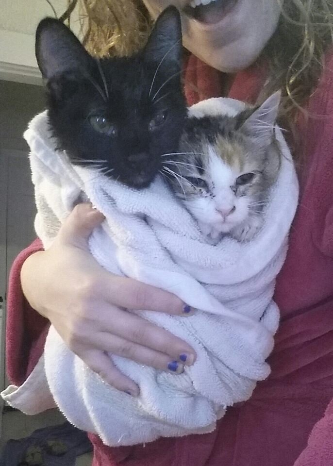 19 Cats Who Are Winning Winter By Becoming A 'Purrito' - The Dodo