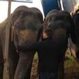 Abused Circus Elephants Forced To Keep Semi-Truck From Overturning
