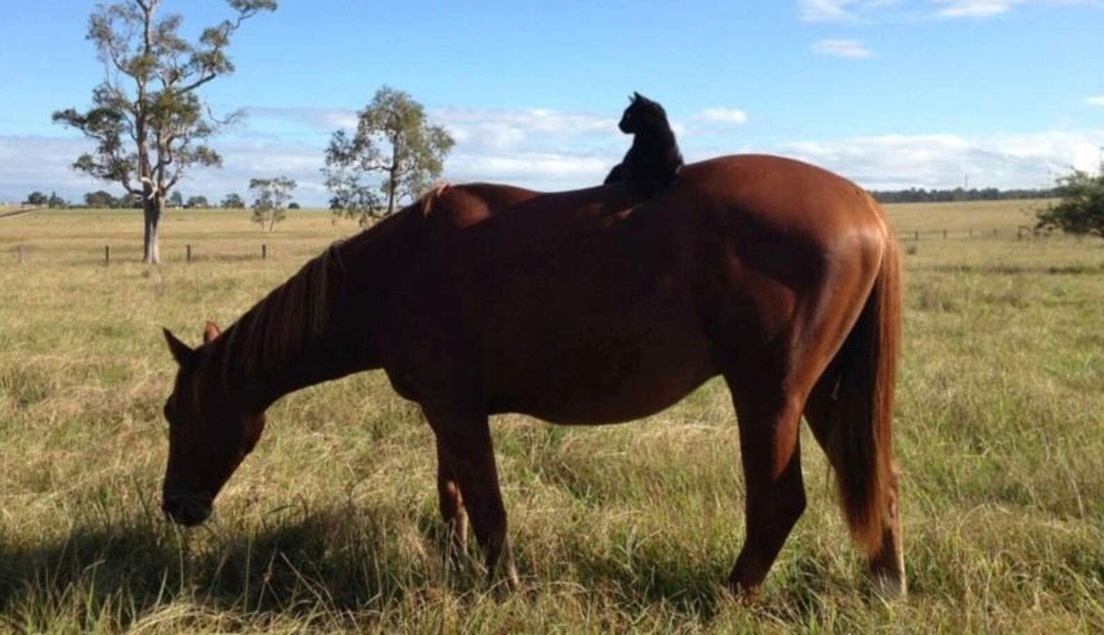 Horseback Riding Cat Loves Spending Time Atop His New Best Friend - The ...
