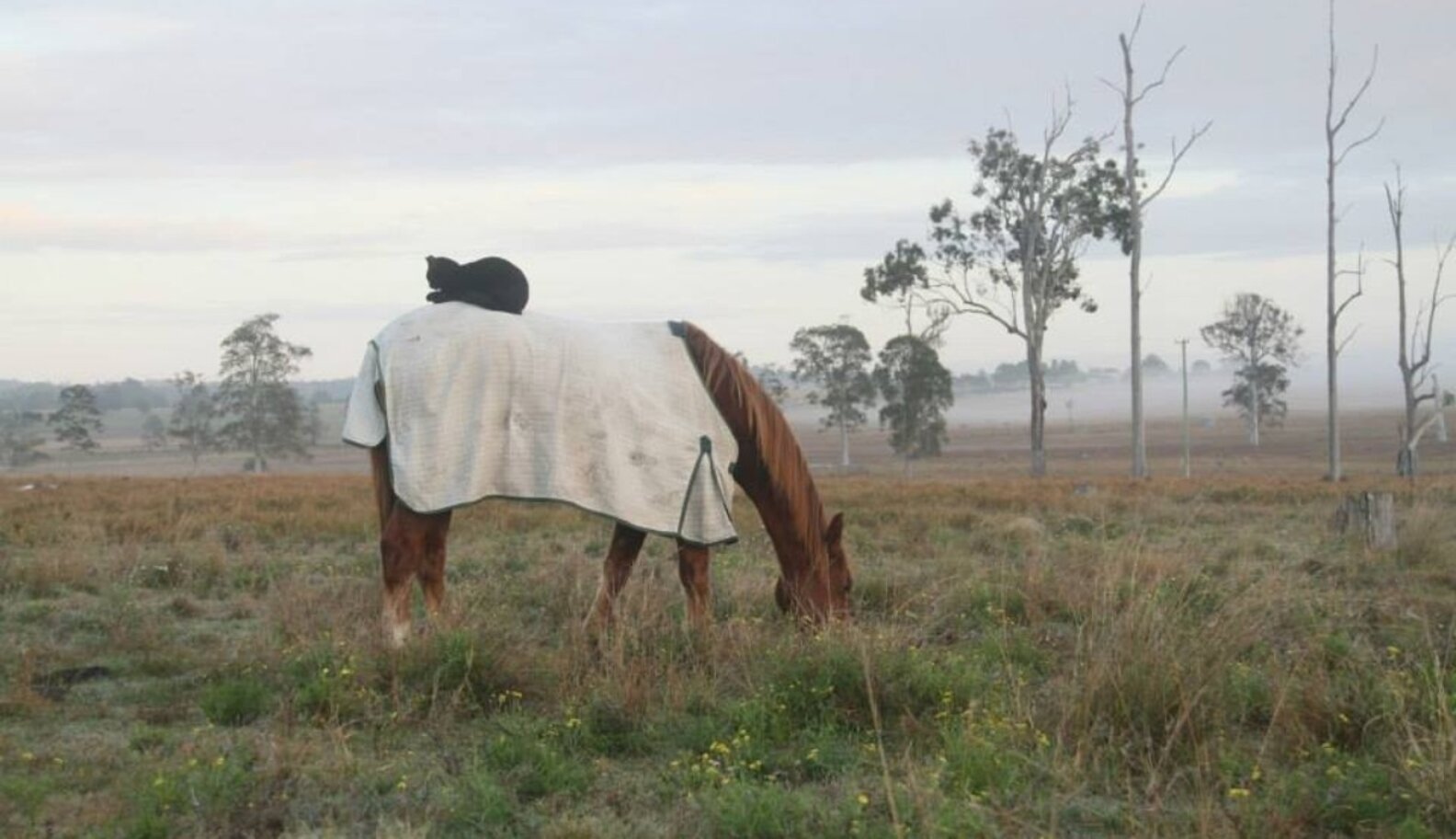 Horseback Riding Cat Loves Spending Time Atop His New Best Friend - The ...